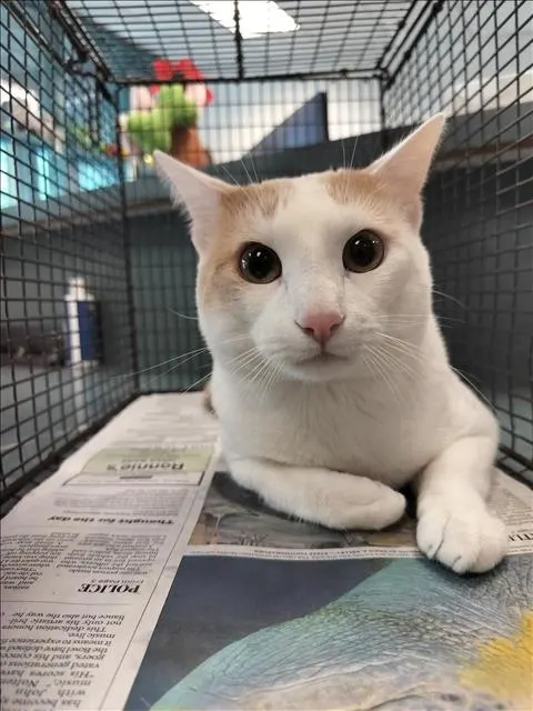 Simba