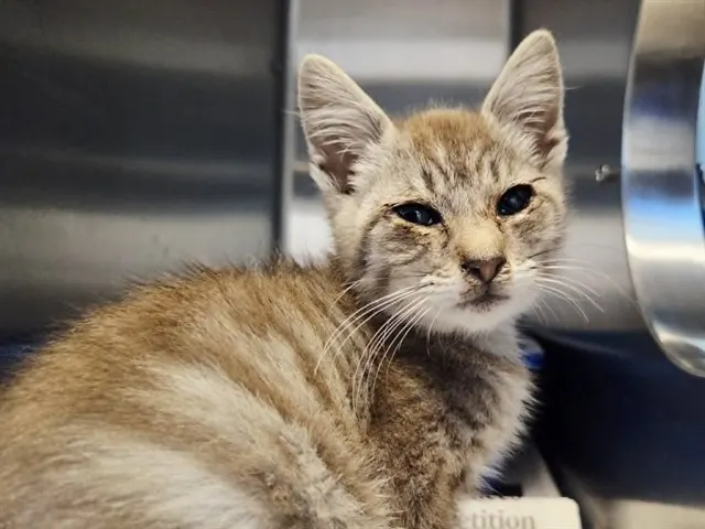 Adoptable Cat