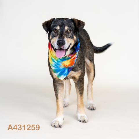 Adoptable Dog