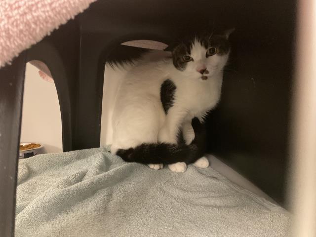 Taz - Adoption Pending