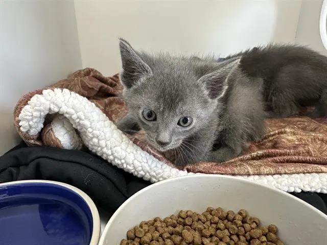 Moss - Adoption Pending