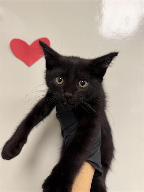 Macaroni - Adoption Pending