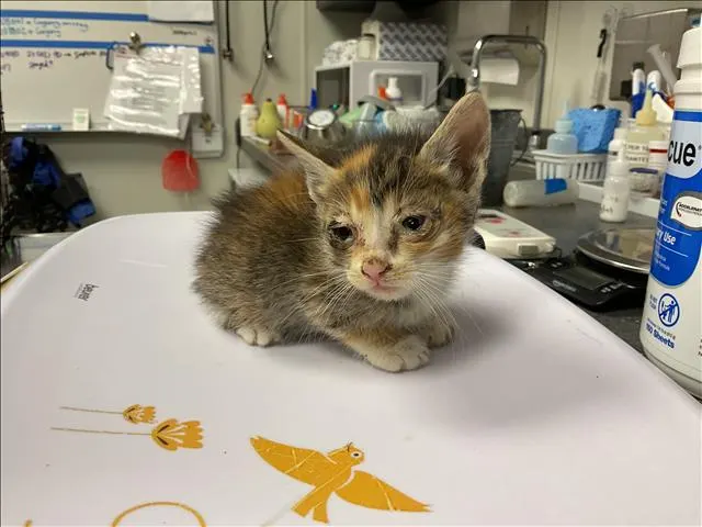 Winnie