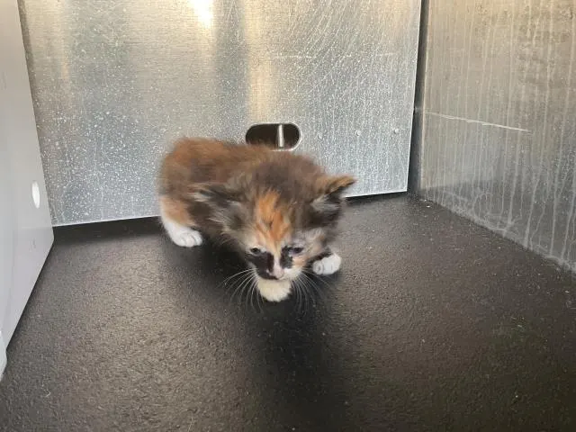 Arya - Adoption Pending