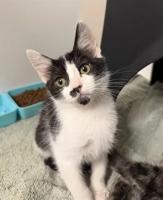 Jen - Adoption Pending