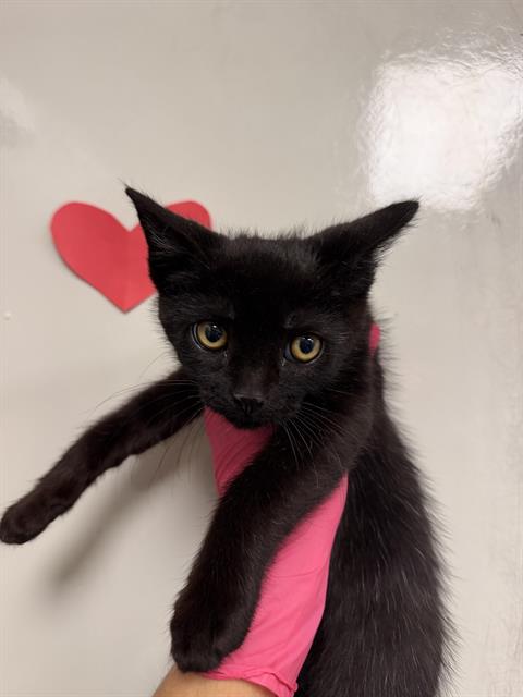 Elvis - In Foster