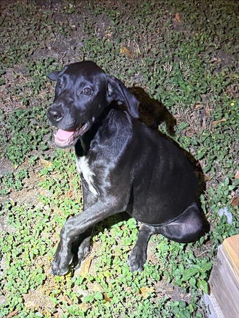 Franklin