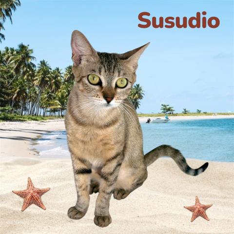 Susudio