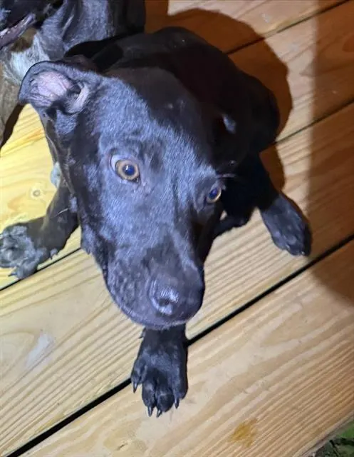 Lamar