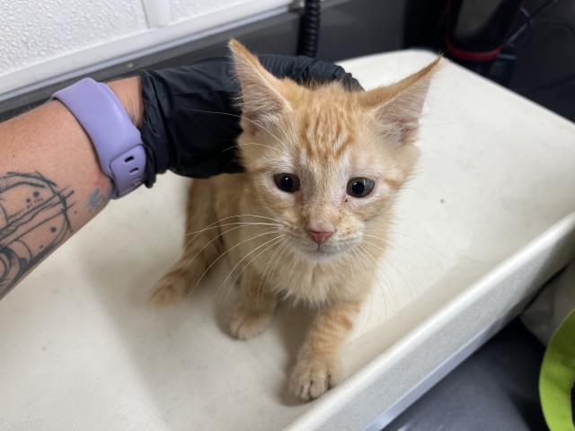 Adoptable Cat