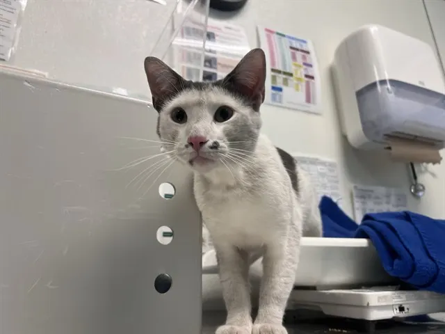 Mr. Freckles