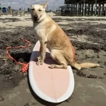 Coco