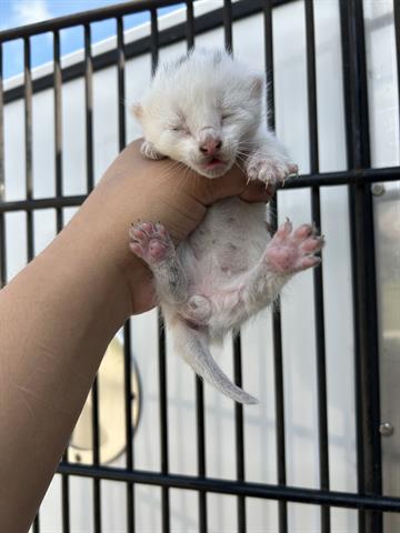Adoptable Cat