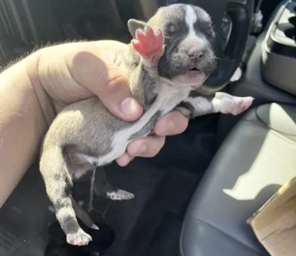 Adoptable Dog