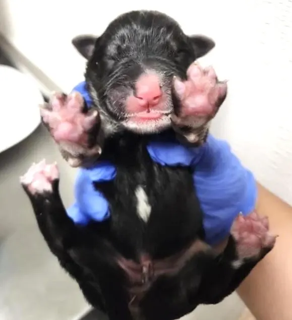 Adoptable Dog