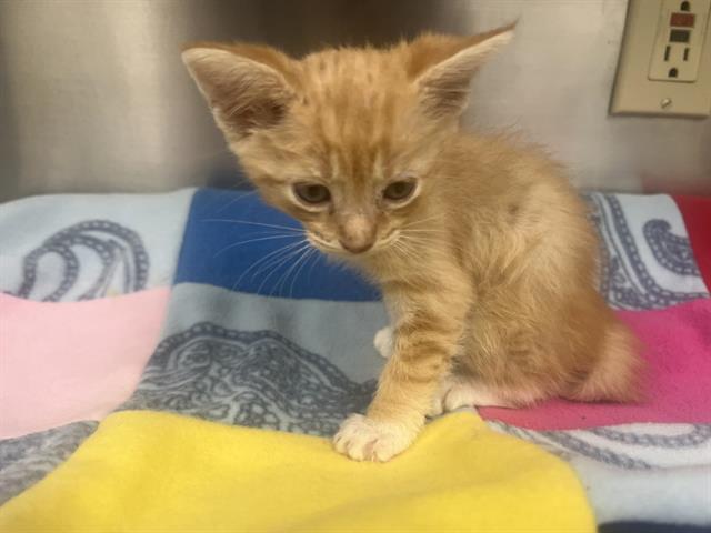 Adoptable Cat