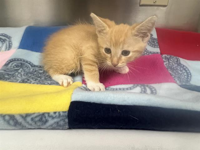 Adoptable Cat