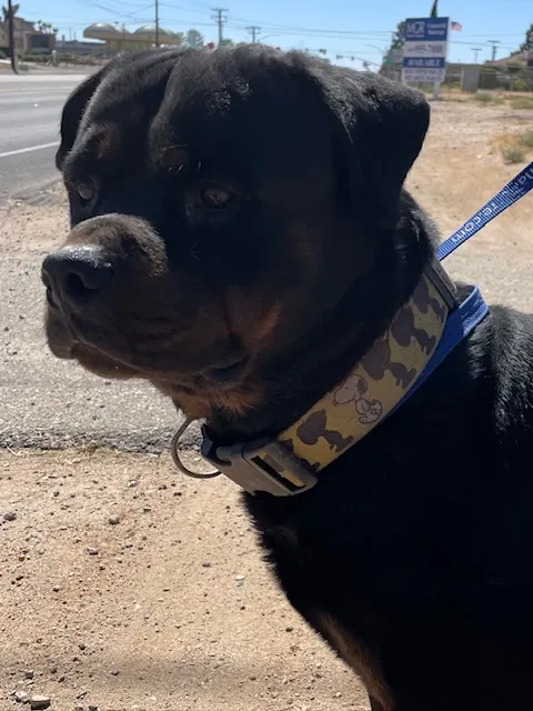 Adoptable Dog