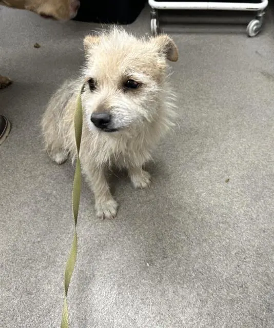 Adoptable Dog
