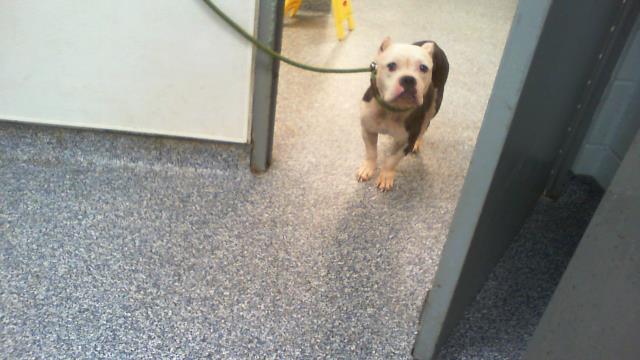 Adoptable Dog
