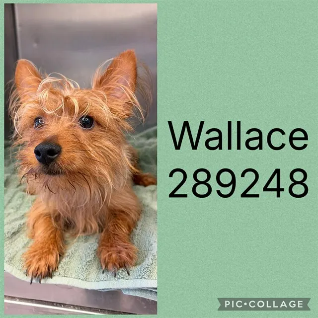 Wallace