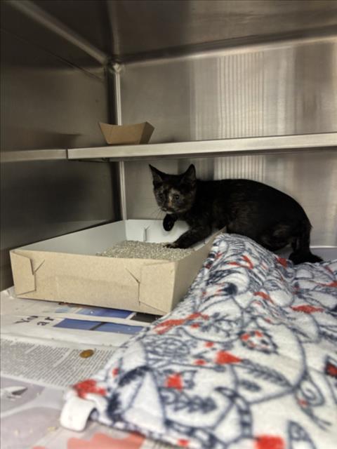 Adoptable Cat