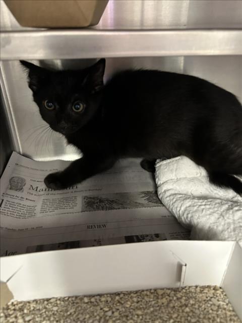 Adoptable Cat