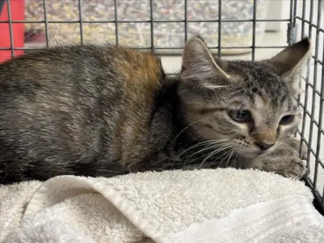 Adoptable Cat