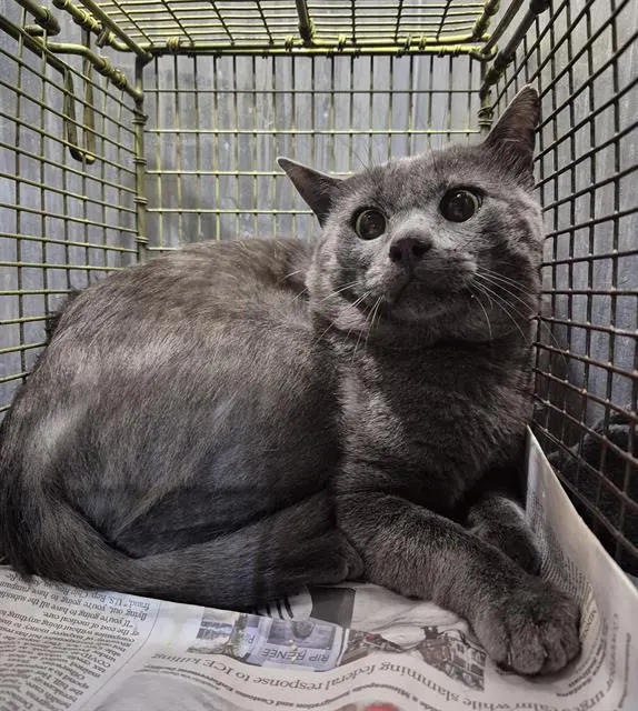 Adoptable Cat