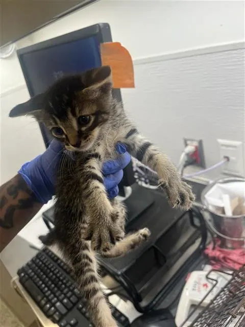 Adoptable Cat