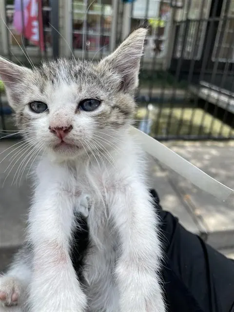Adoptable Cat