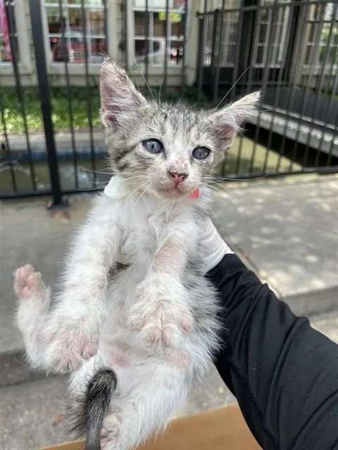 Adoptable Cat