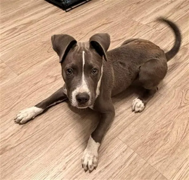 Cornelius