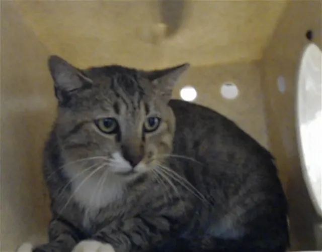 Adoptable Cat