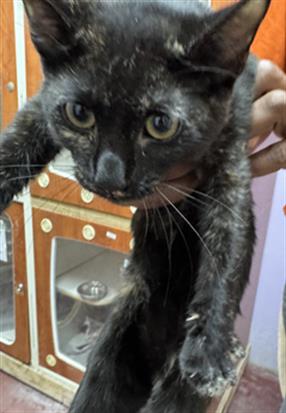 Adoptable Cat