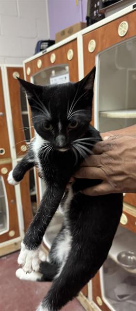 Adoptable Cat