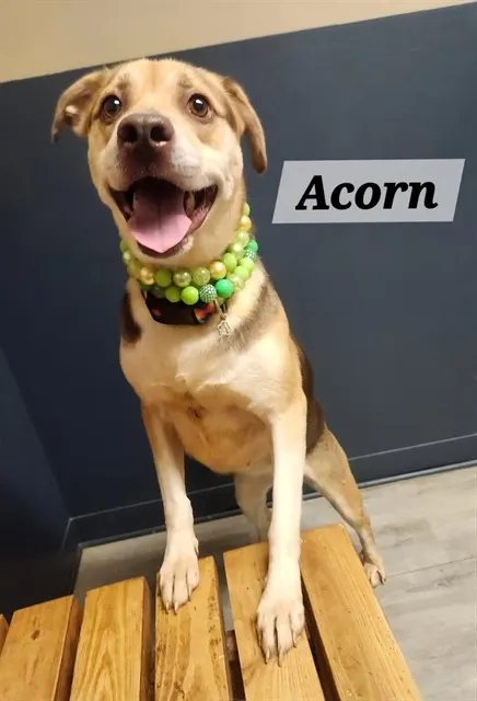 Acorn