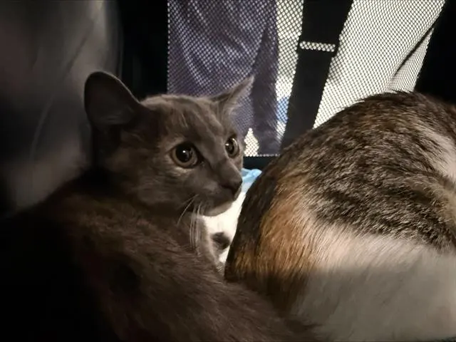 Adoptable Cat