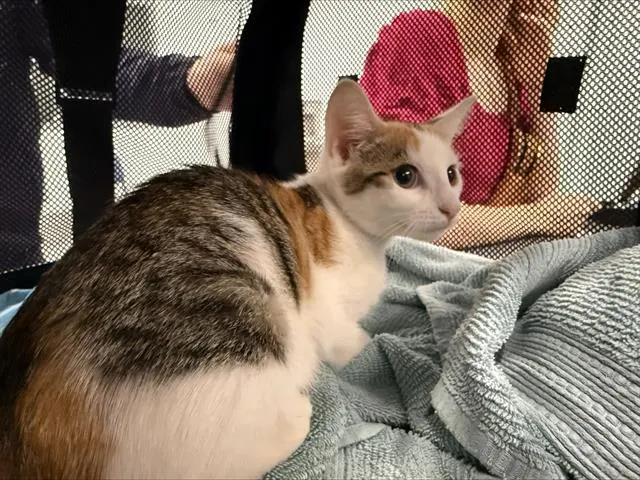 Adoptable Cat