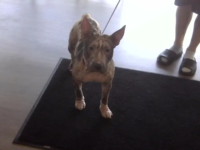 Little Girl