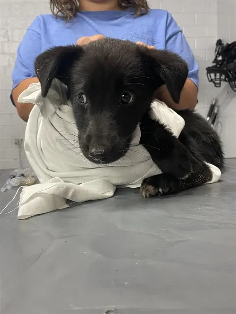 Adoptable Dog