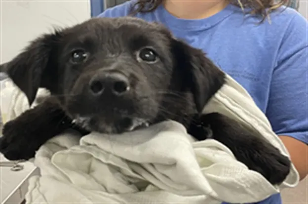 Adoptable Dog