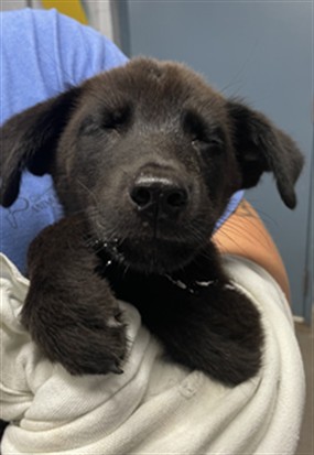 Adoptable Dog