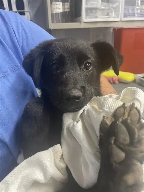 Adoptable Dog