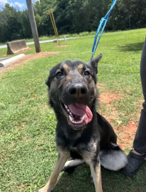 Adoptable Dog