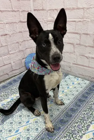 Roxy Heart
