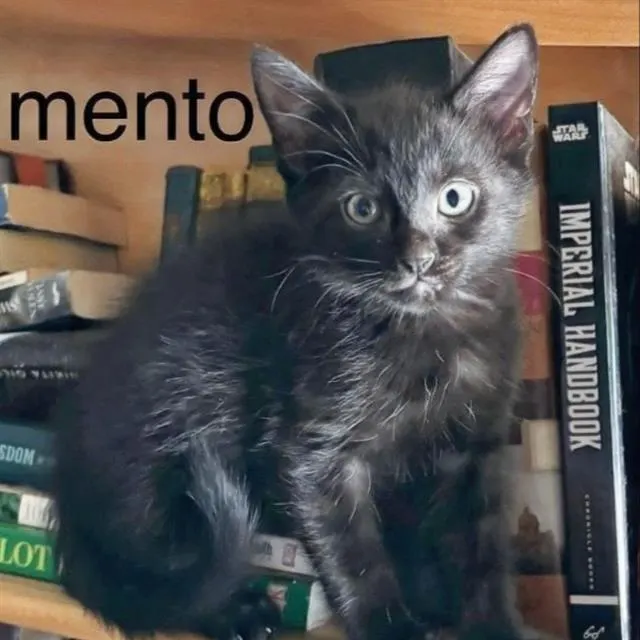 Pimento