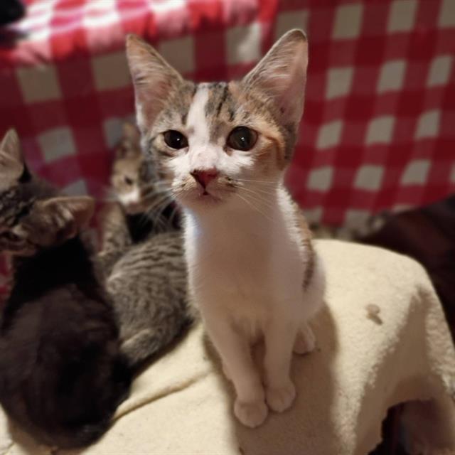 Cinnamon