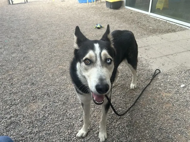 Toby