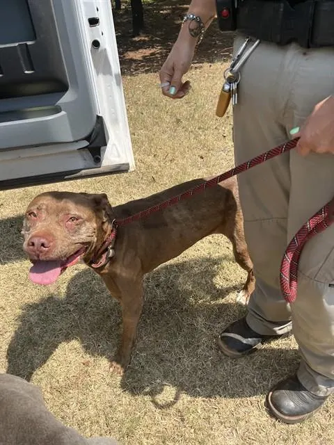 Cocoa